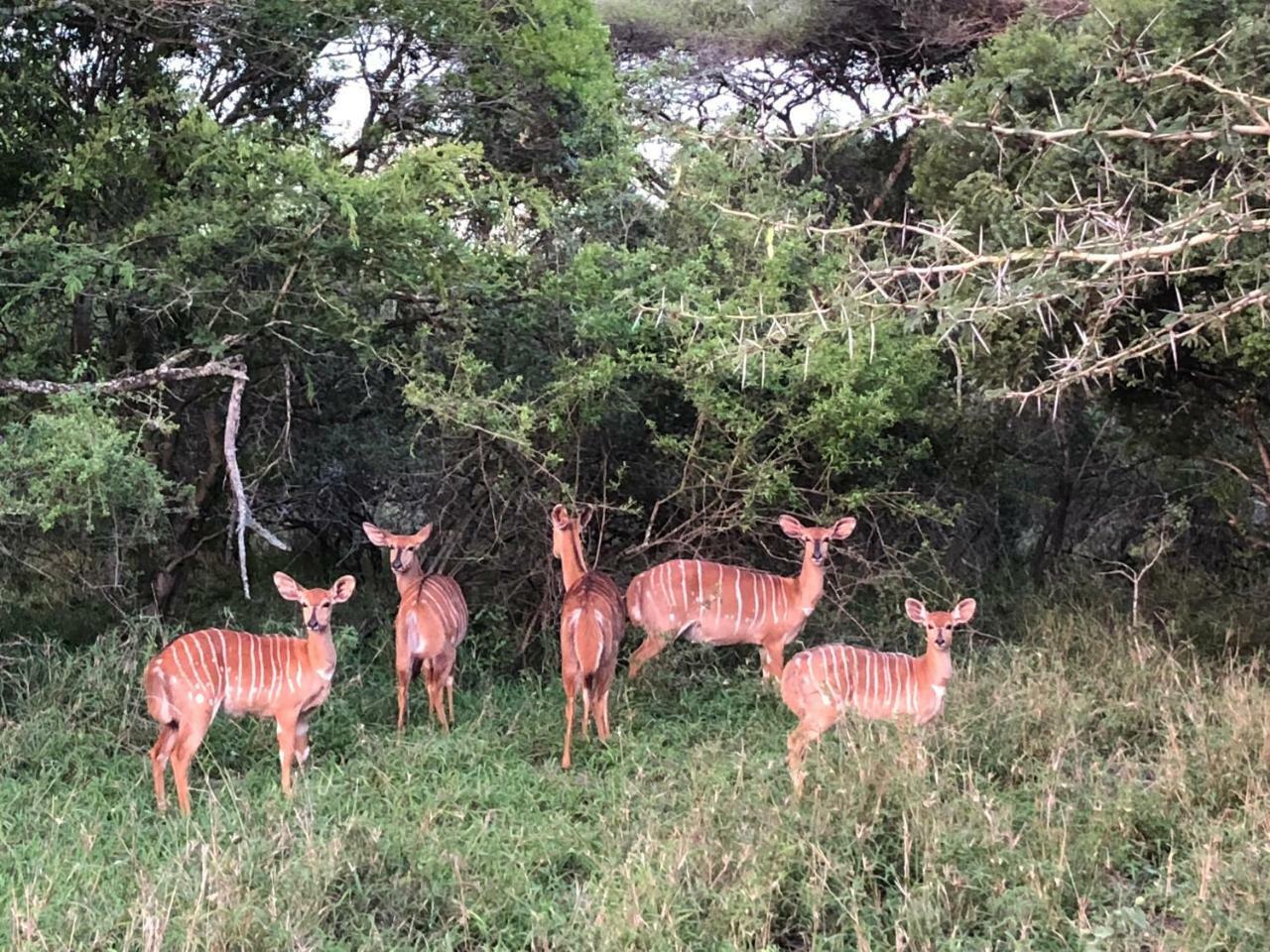 Msunduze River Lodge Mkuze Eksteriør bilde