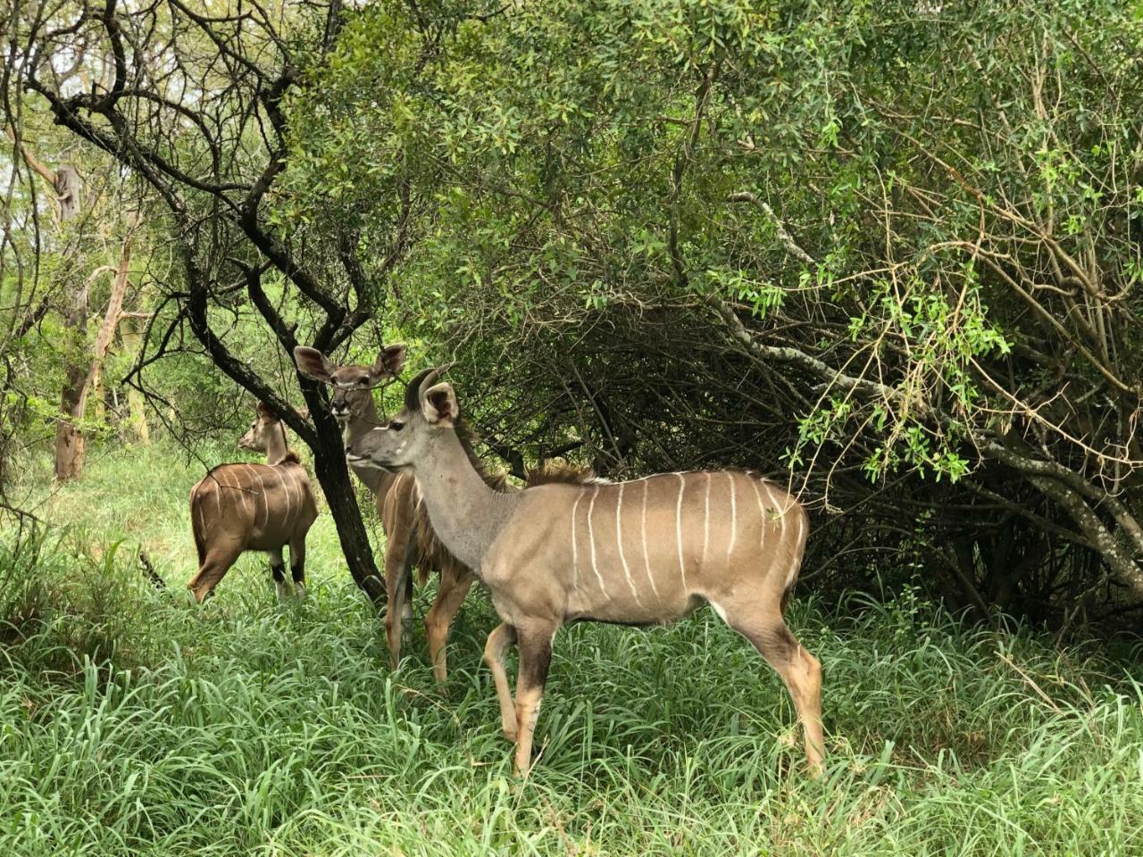 Msunduze River Lodge Mkuze Eksteriør bilde